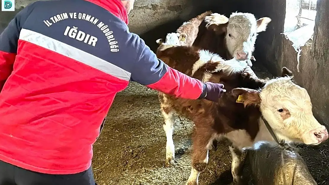 Iğdır'da şap hastalığıyla mücadele aşılamayla sürüyor