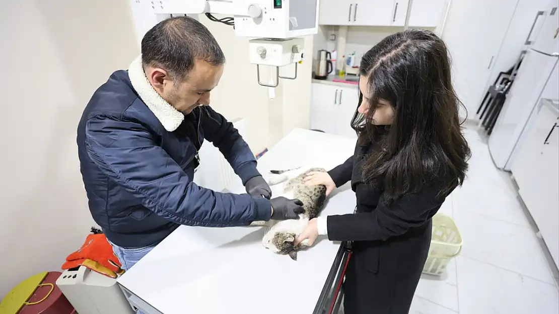 Iğdır'da sokakta bulunan felçli kedi tedavi altına alındı