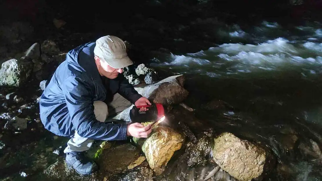 İnci Kefali, Göç Yolculuğuna Gece Başladı