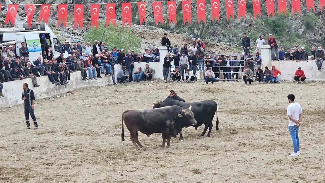 İspir'de boğa güreşlerinde tartışma kavga oldu, olay güvenlik güçleriyle kontrol altına alındı