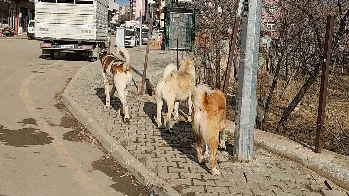 İspir'de öğrenciler sahipsiz köpeklerin tehdidi altında