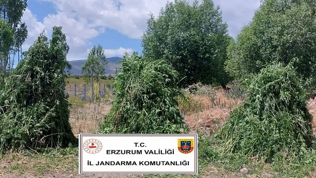 Jandarma Ekiplerinden Kenevir Şoku Büyük Operasyon Gerçekleşti