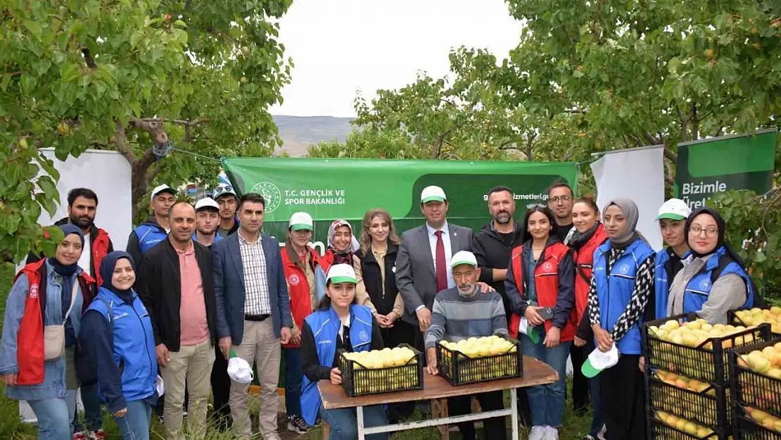 Kağızman'da Gençler Kayısı Hasadıyla Üretime Katkı Sağladı