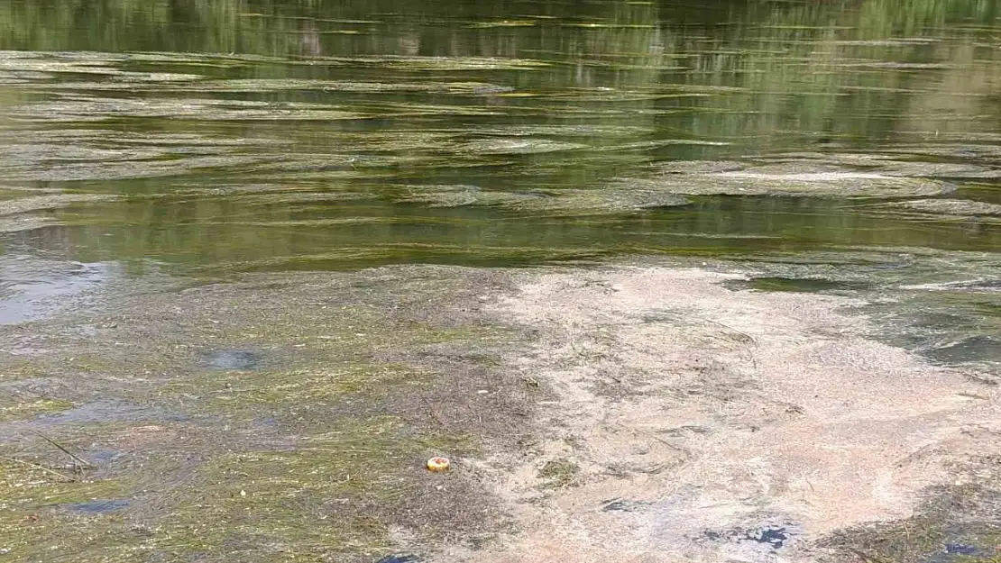 Kars Çayı yosun doldu, vatandaşlar tedbir alınmasını bekliyor!