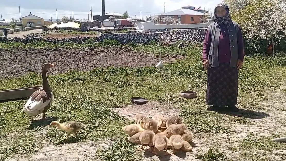 Kars'ın kazları artık altınla yarışıyor, sofraların yıldızı değerleniyor!