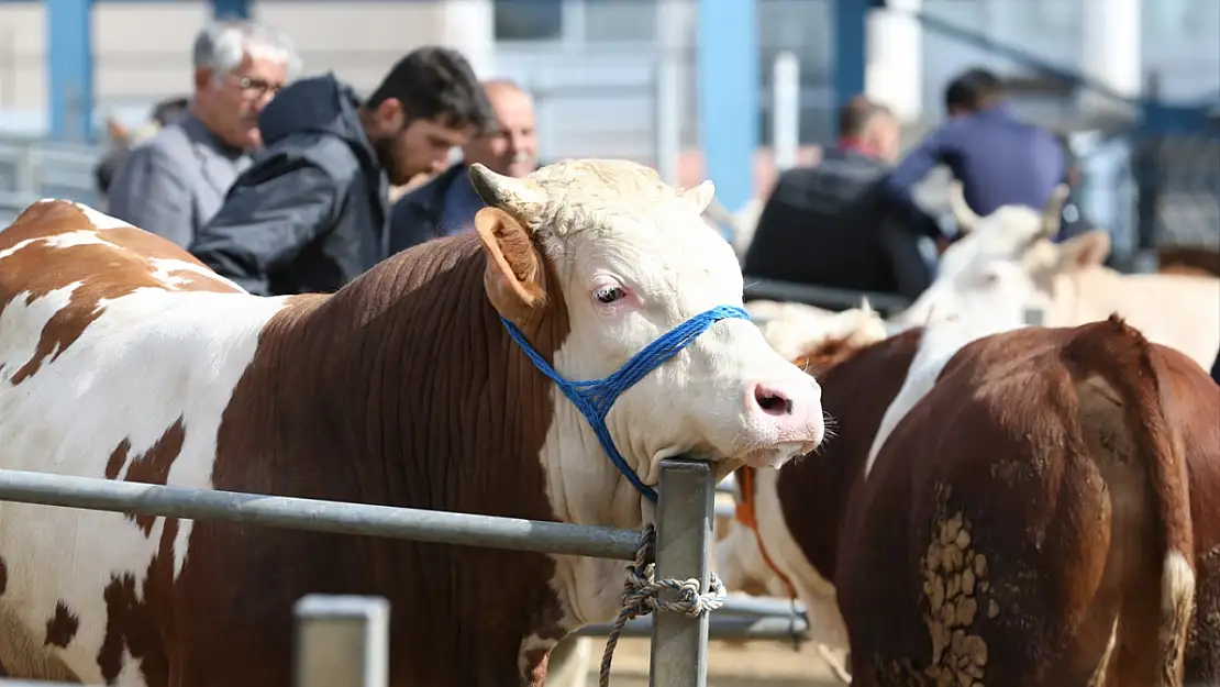 Kars'ın yaylalarından ülkenin dört bir yanına kurbanlık sevkiyatı