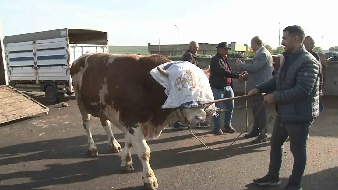 Kars'ta 900 Kilogram Ağırlığında Boğa, Rekor Fiyattan 300 Bin TL'ye El Değiştirdi