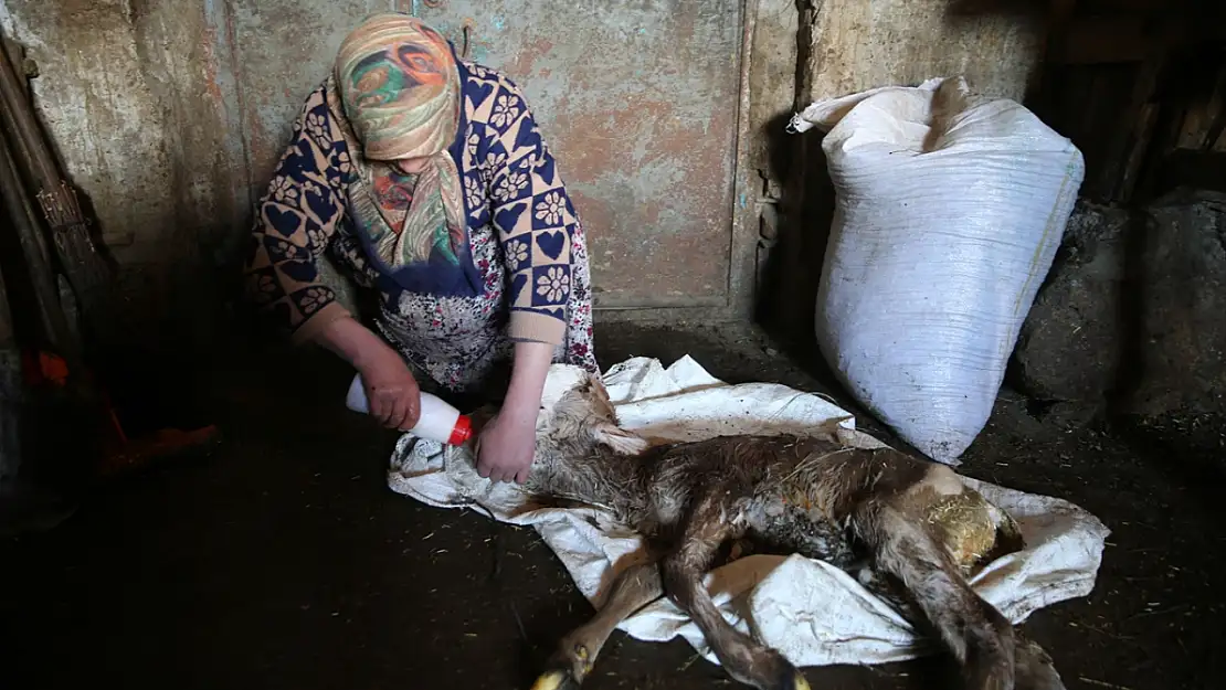 Kars'ta anomalili doğan buzağı görenleri şaşırttı