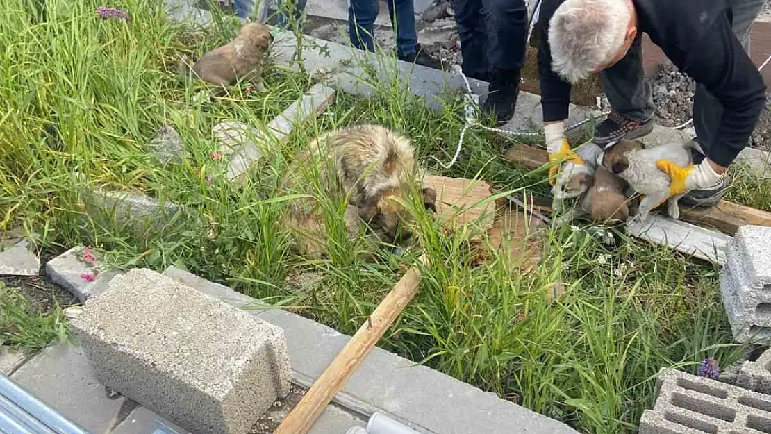 Kars'ta bacaya düşen yavru köpekler AFAD ekiplerince kurtarıldı