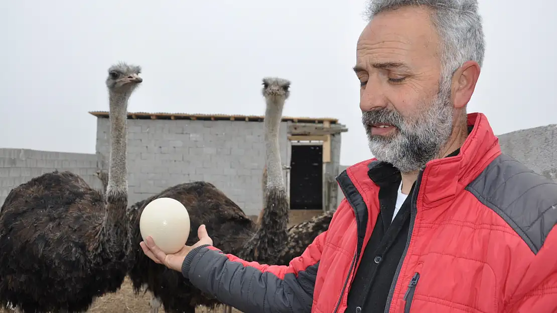 Kars'ta bir ilke imza atarak deve kuşu çiftliği kurdu