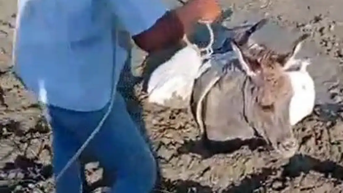 Kars'ta çamura saplanan eşek, köylüler tarafından kurtarıldı!