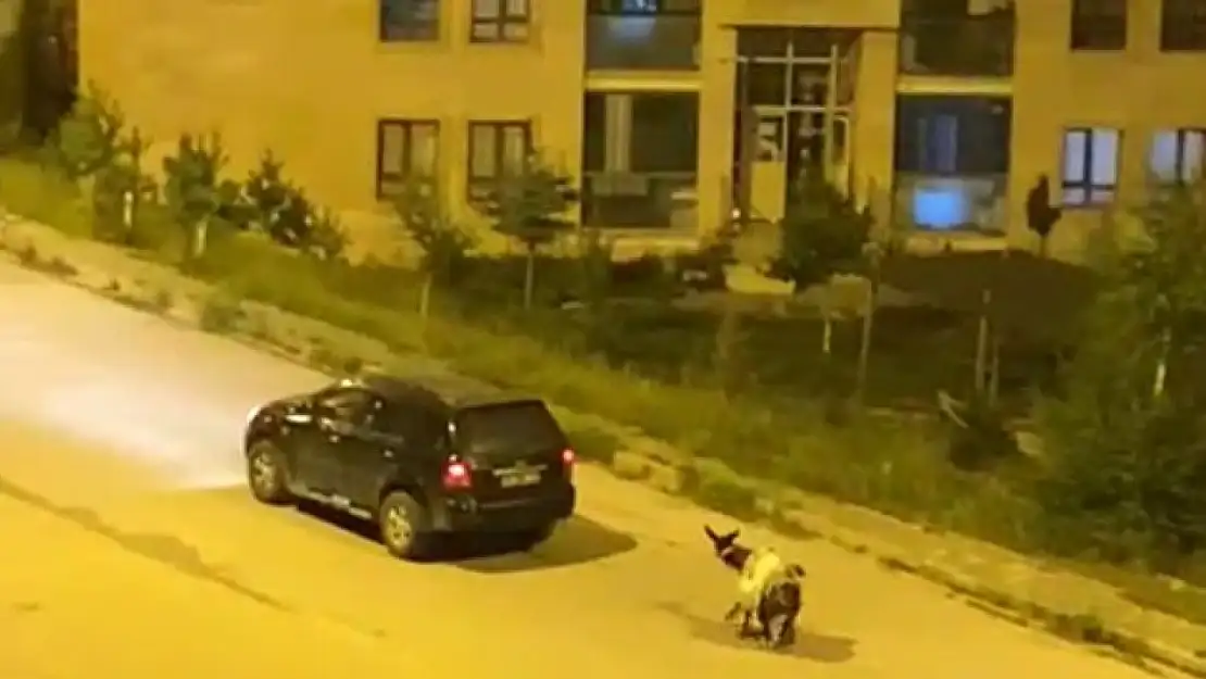 Kars'ta Eşeği Arabaya Bağlayarak Zorla Taşımaya Çalıştılar