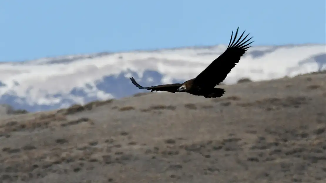 Kars'ta hava ısındı, yaban hayatı canlandı