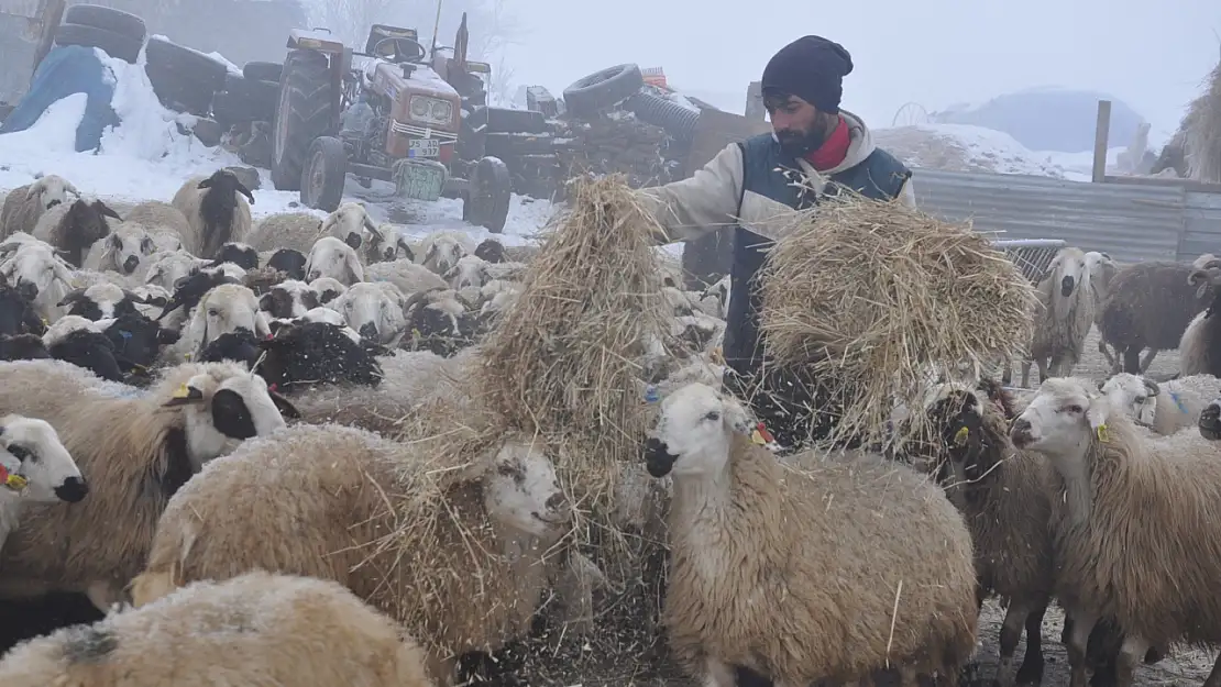 Kars'ta küçükbaş hayvancılık çoban sorunu ile karşı karşıya