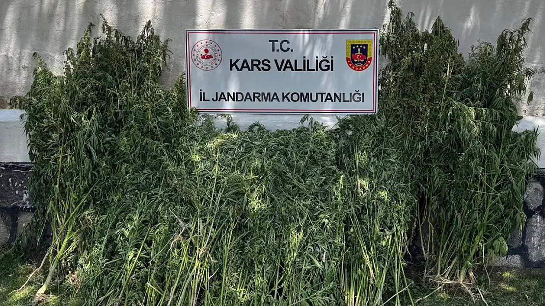 Kars'ta Uyuşturucu Operasyonunda 42.658 Kök Kenevir Ele Geçirildi