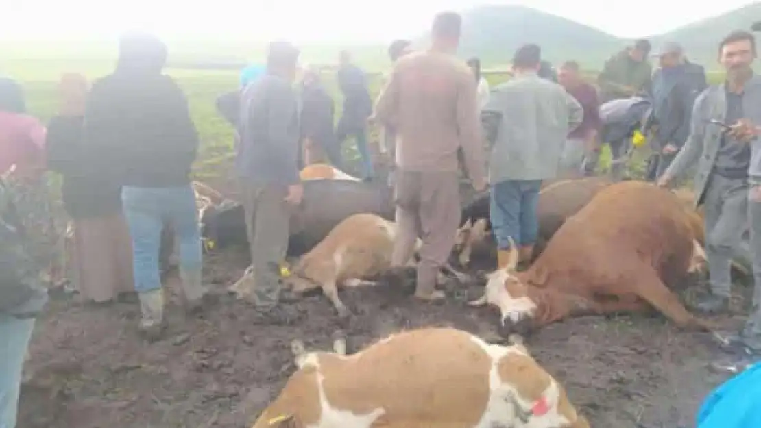 Kars'ta Yıldırım Faciası 2 Çoban Yaralı,10 Hayvan Telef Oldu