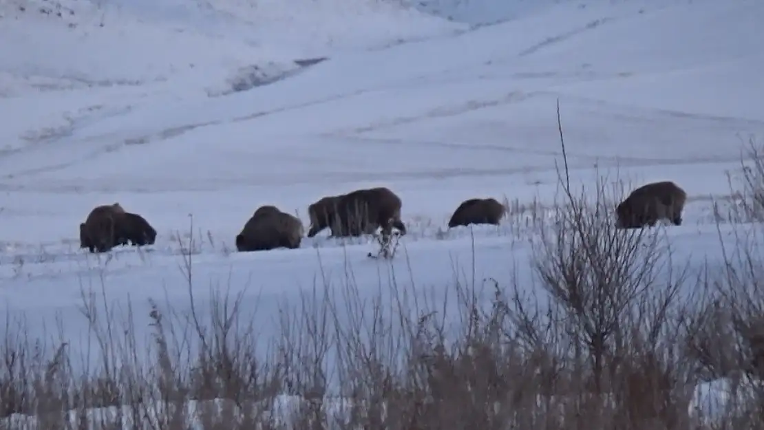 Kars'ta yiyecek arayan domuz sürüsü ve kurtlar aynı karede