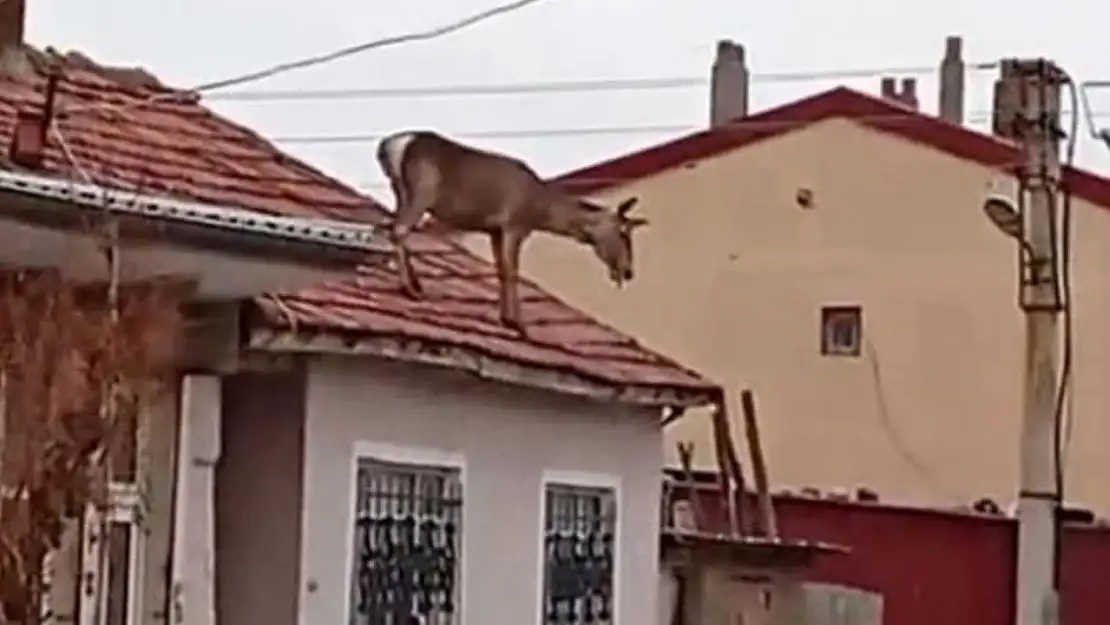 Kızıl geyik olayı ne? Kızıl geyik olayı ne anlama geliyor?