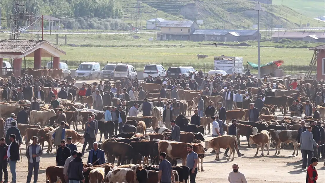Kurban Bayramı için 80 bin kurbanlık Erzurum, Kars, Ağrı ve Ardahan'dan yola çıktı!