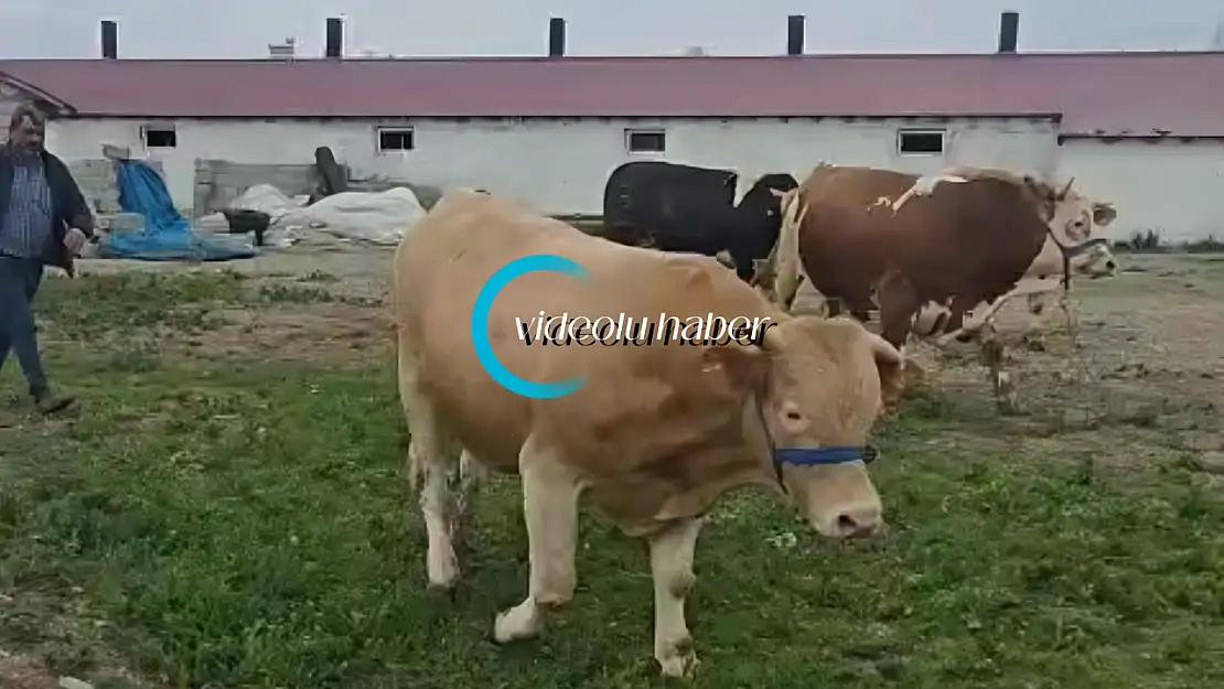 Kurban Bayramı öncesi Ağrı'da hayvan ticareti hız kazandı
