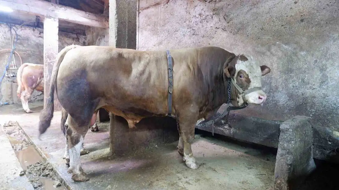Kurban Bayramı öncesi Erzurum'da 1.2 tonluk tosun 400 bin liraya satıldı