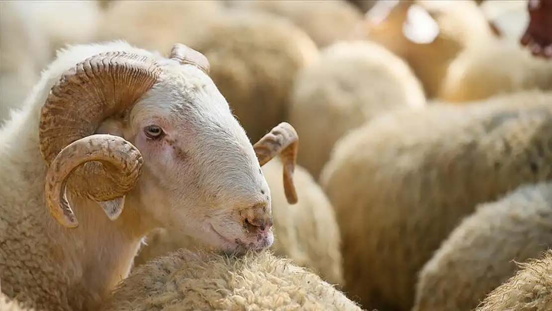 Kurban Kesmek Vacip Mi? İşte Her Müslümanın Bilmesi Gereken O Gerçekler: Kurban Bayramı Öncesi Büyük Soru: Kurban Kesmek Şart Mı?
