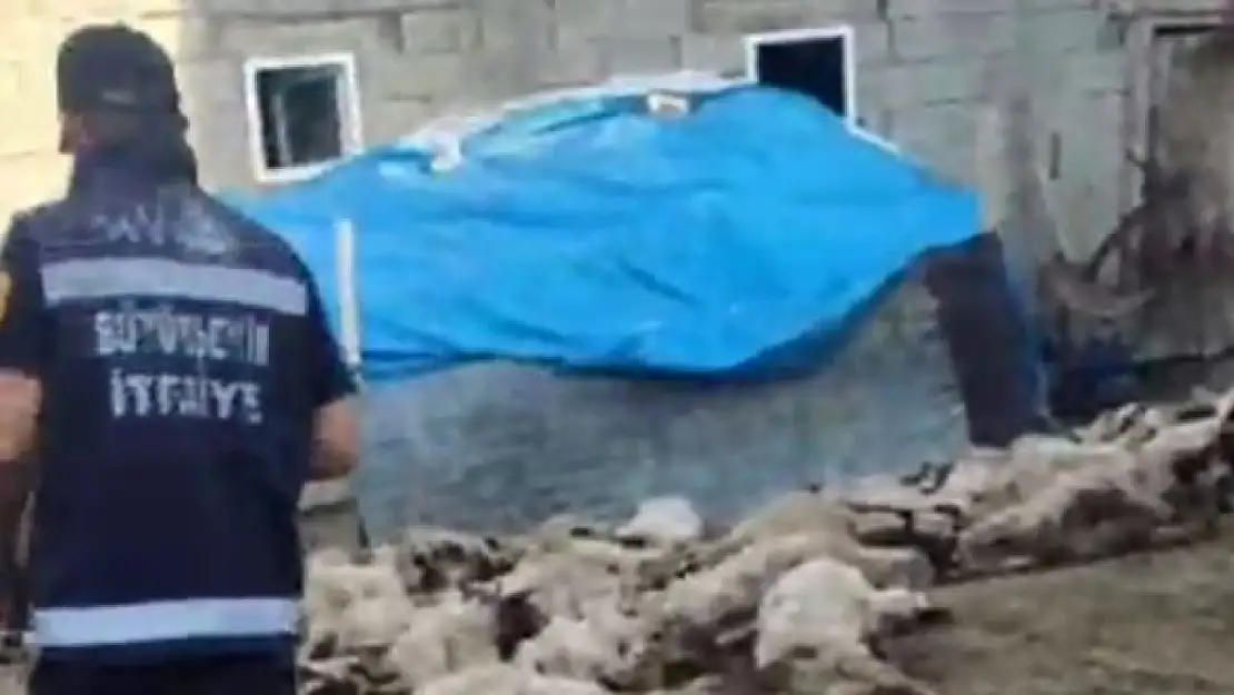 Kurt saldırısında 111 koyun telef oldu, köylüler yardıma çağırdı!