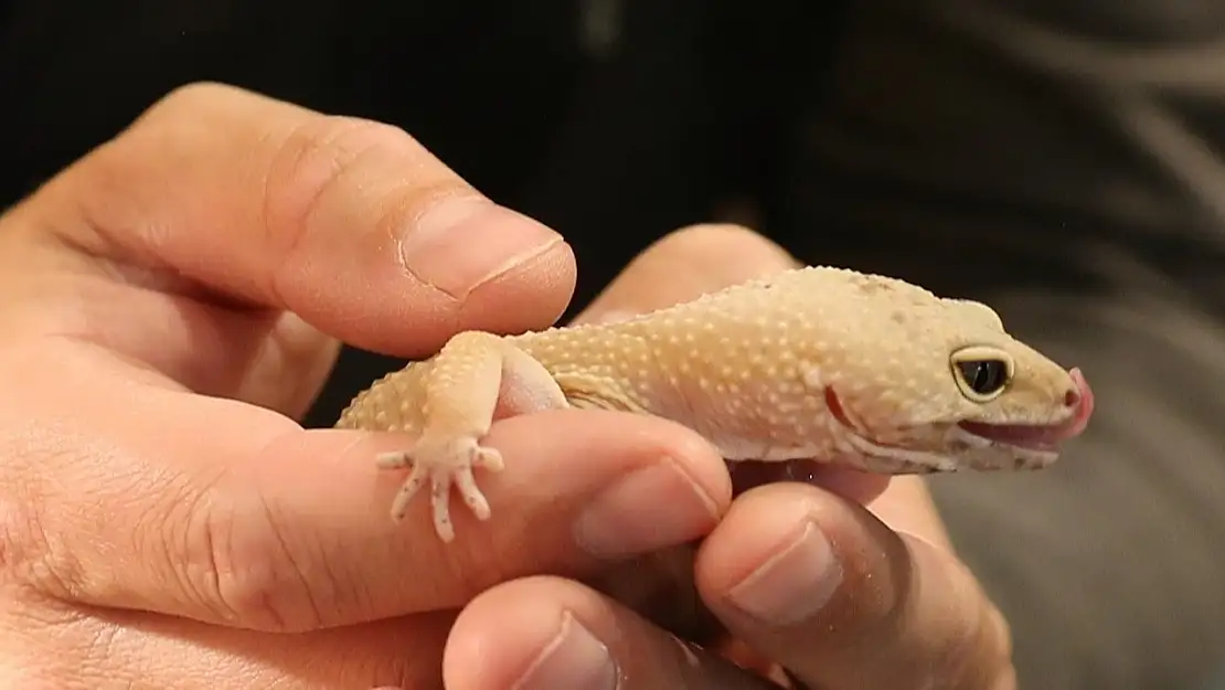 Leopard Gecko Türkiye'de yasak mı? Leopard gecko tırmanabilir mi? Leopard gecko ısırır mı? Leopar geko ne yer?