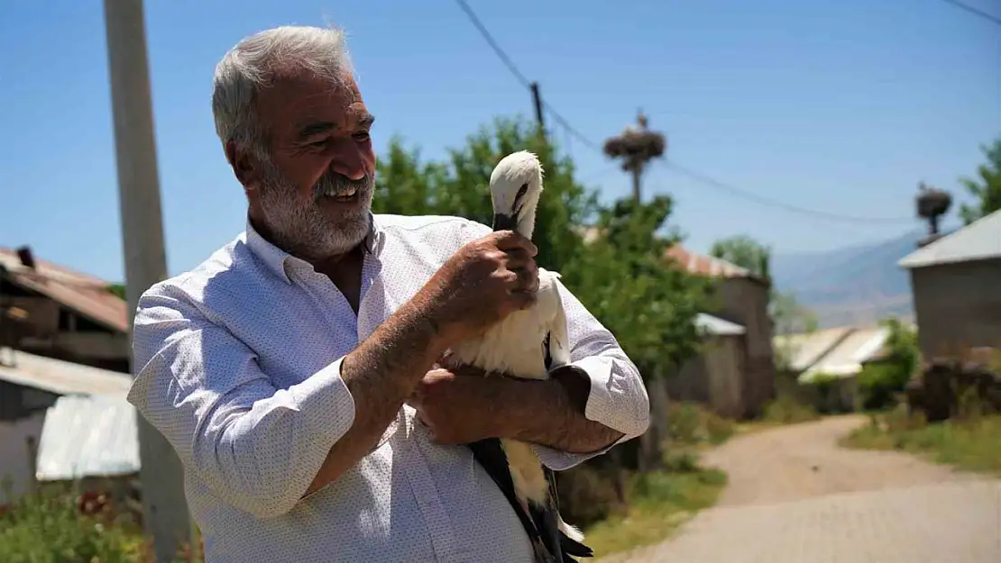 Leylek Yavrusunun Koruma Altına Alınması: Yuvadan Düşerek Kurtuluş Arıyor!