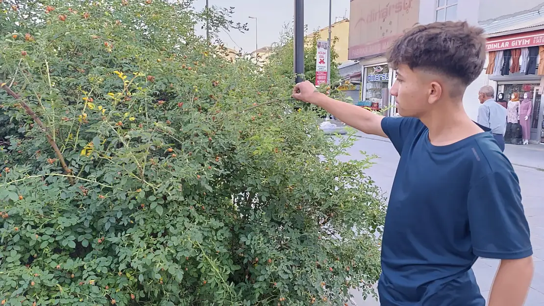 Meydandaki ağaçlarda görülen meyveler vatandaşın ilgisini çekti