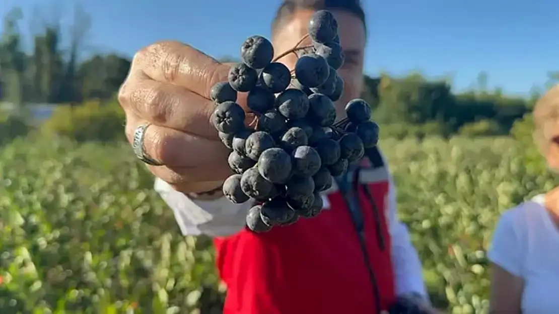 Meyvenin Kilosu 400 Liradan Pazarlarda! Bu Yıl 250 Ton Hasat Bekleniyor ve İlgi Çığ Gibi Büyüyor!