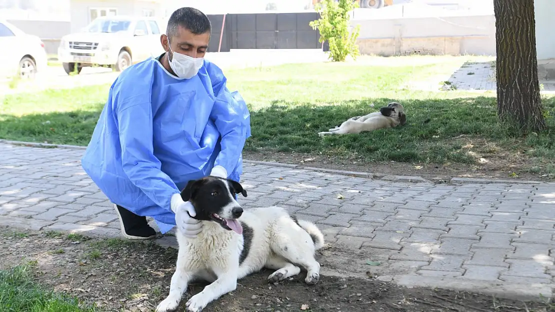 Muş Belediyesi'nden Sokak Hayvanlarına Şefkat Eli: 1 Ayda 1030 Hayvan Tedavi Edildi
