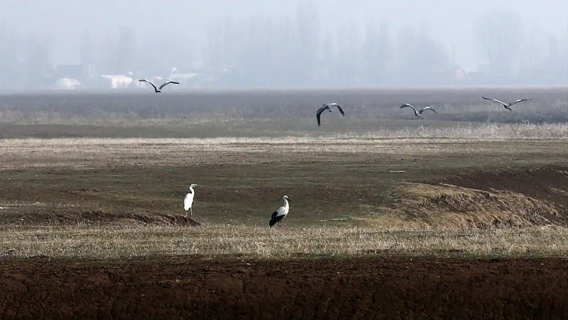 Muş Ovası'ndaki göçmen kuşlar bu kış da bölgeden ayrılmadı