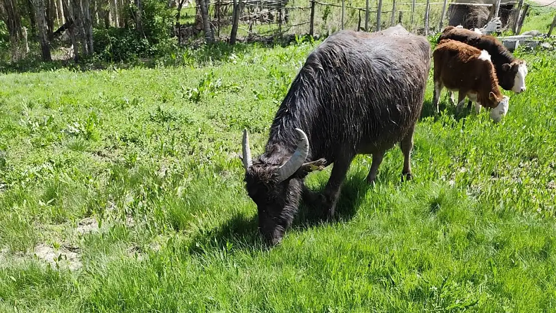 Muş'ta kaybolan Manda 3 gün sonra Ağrı Patnos'ta bulundu