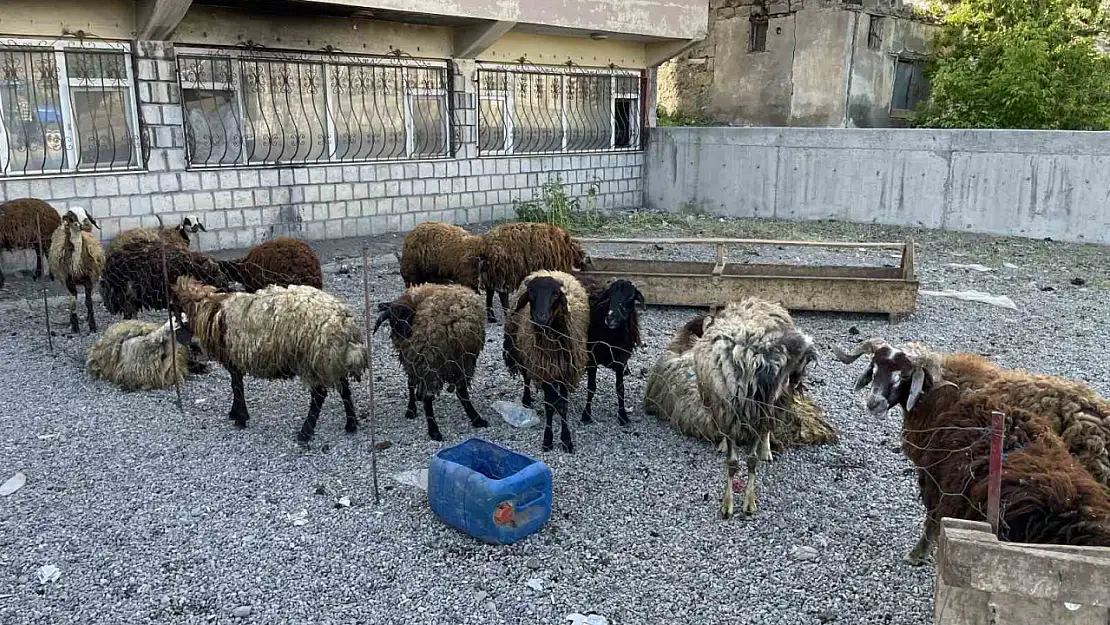 Muş'ta Kurban Bayramı için Malazgirt'te kurban pazarı açıldı!