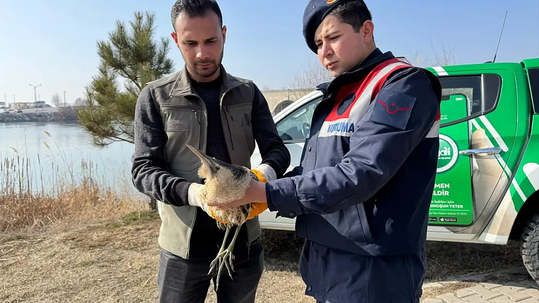 Muş'ta yaralı bayağı balaban koruma altına alındı