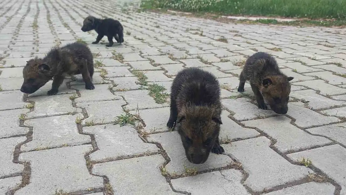 Muş'taki Yayıldan Kurt Yavruları Van'da Koruyucu Kreş Hizmetiyle Büyüyor!