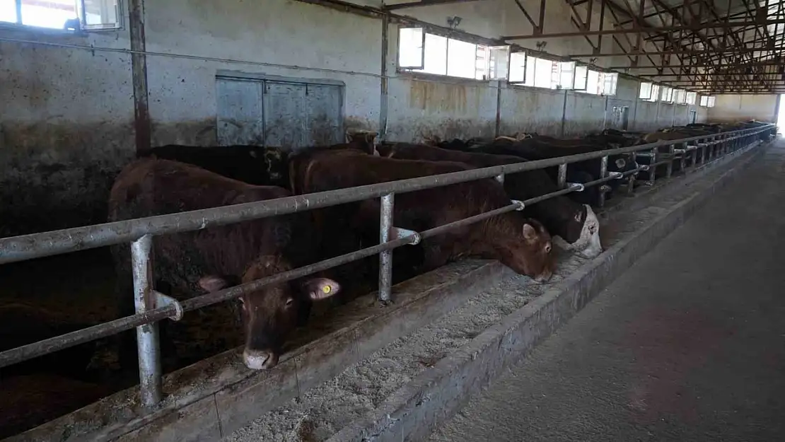 Muş'tan 30 bin kurbanlık hayvan sevk edilecek, 3 milyar TL ekonomik gelir bekleniyor!