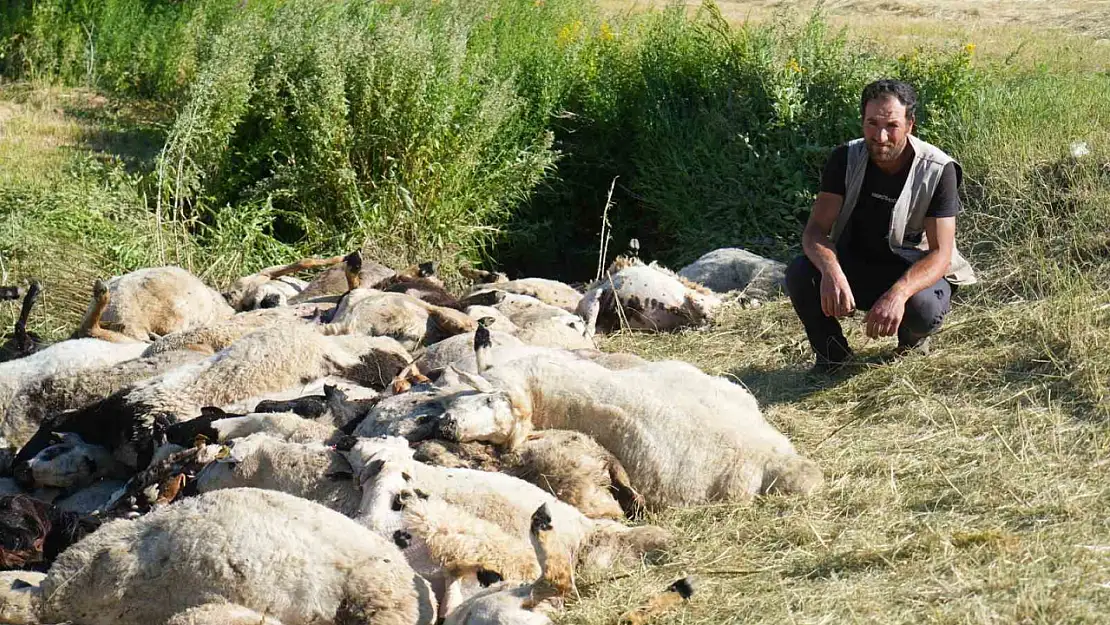 Muş Ziyaret Köyü'nde Panik Anları: 150 Koyun Telef Oldu