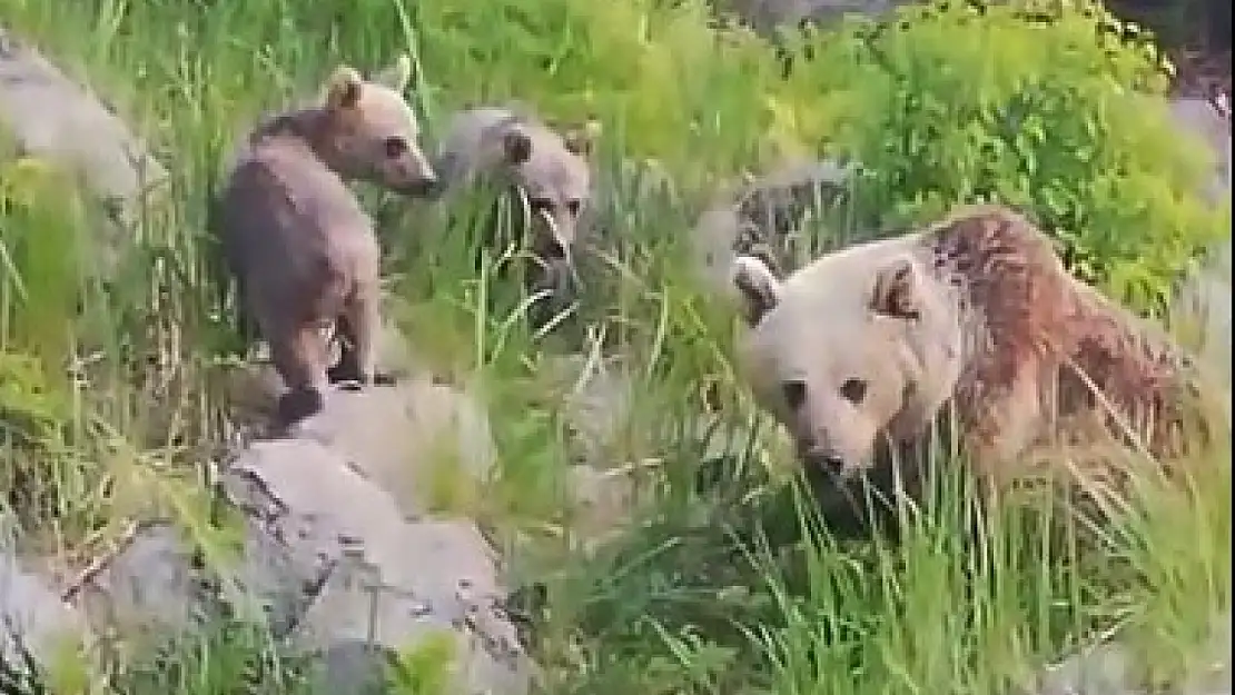 Nemrut Kalderası'nda Maskot Ayıların Göz Kamaştıran Geri Dönüşü!