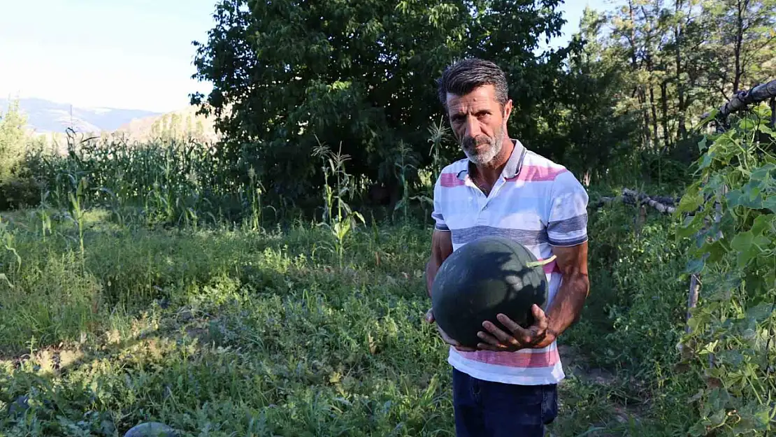 Oltu'da Yerden Yüksek Yerli Karain Karpuzlarının Hasat Dönemi Başladı!