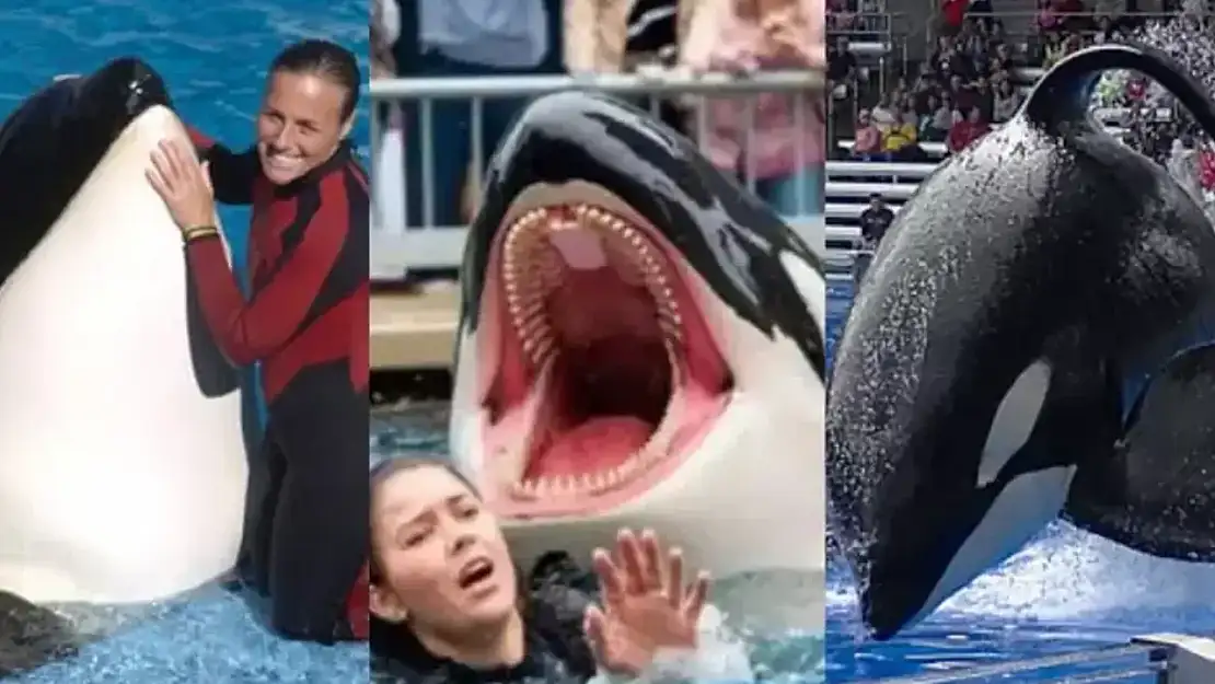 Orca saldırısı gerçek mi kurgu mu? Jessica Radcliffe kimdir, öldü mü?