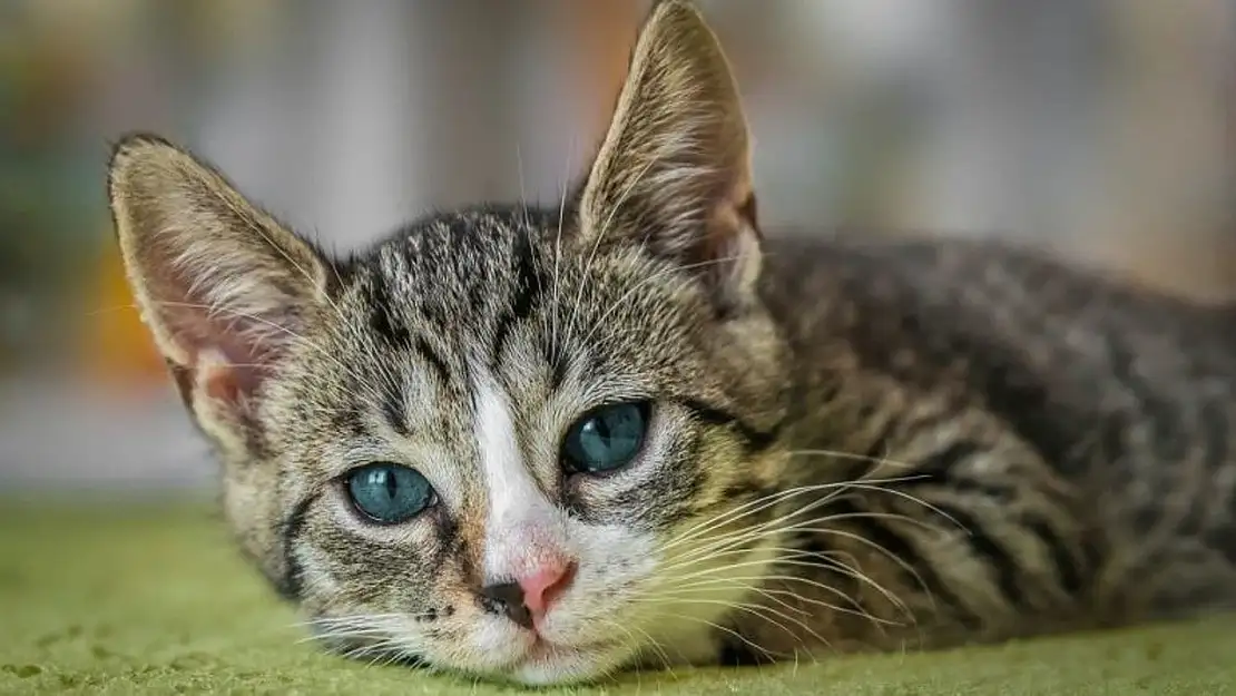 Paris'te Neden Kedi Yok? Pariste hangisi yoktur? Paris'te dur levhası, trafik lambaları, yaya geçitleri var mı?