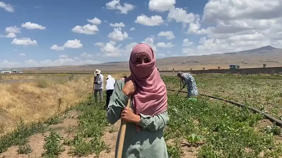 Patnos'ta kadın emeği tarlalarda hayat buluyor