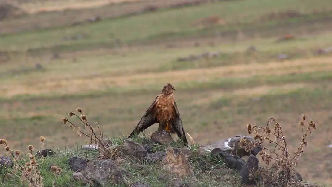 Sarıkamış'ta Nadir Kızıl Şahin Doğa Fotoğrafçılarının Kadrajında