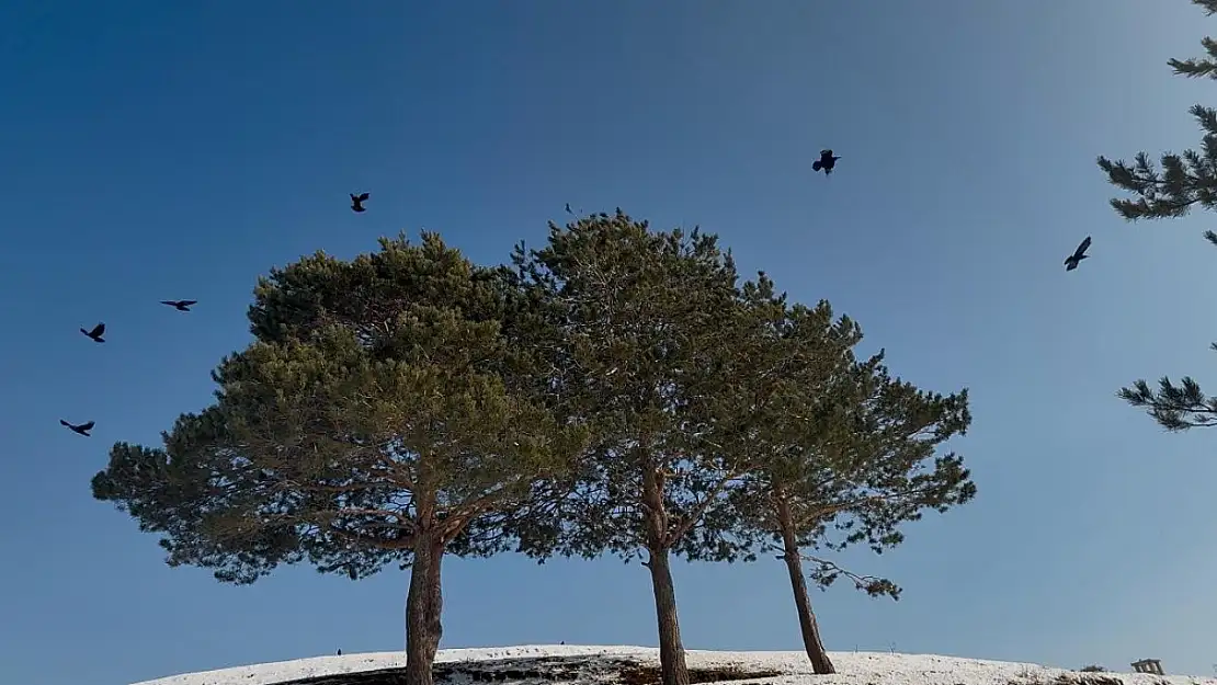 Selahaddin Eyyübi Parkı, kargaların durağı oldu