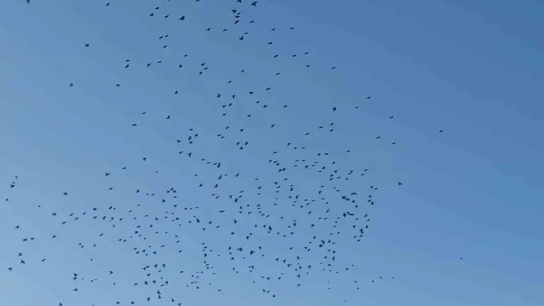 Sığırcıkların Gökyüzünde Yarattığı Görsel Şölen Büyüledi