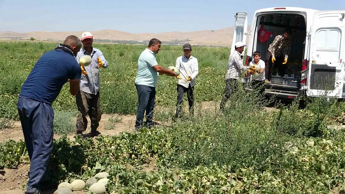 Sıhke Kavununda Hasat Dönemi Kapılarını Araladı!