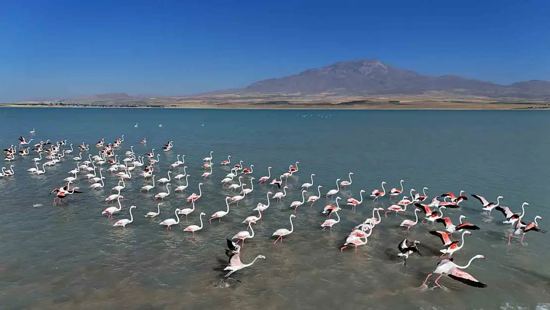 Süphan Dağı'nın Görkemi Eşliğinde Arin Gölü'ndeki Flamingoların Büyüleyici Dansı