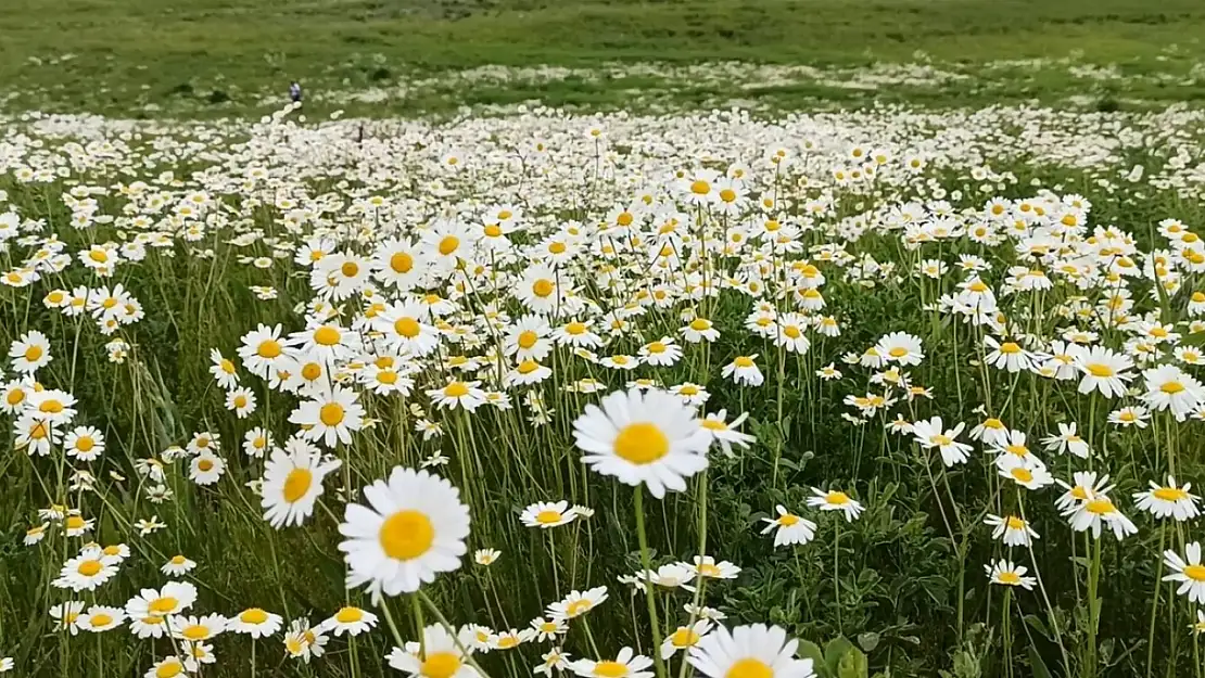 Sütey Yaylası'ndaki beyaz papatyalar, doğaseverleri mest ediyor